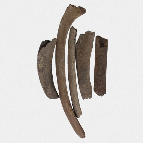 Rippen set mammut m - rippen,