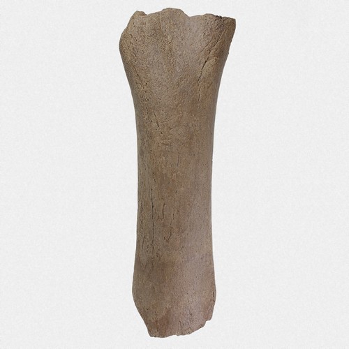 Femur mammut primigenius - femur,