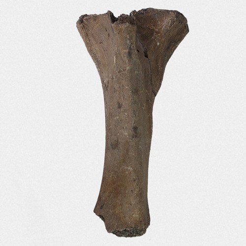 Ulna mammut primigenius - ulna,