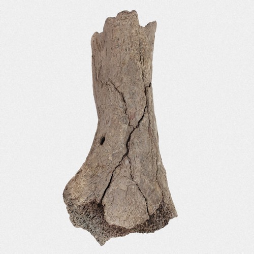 Humerus mammut primigenius - mammut, m.