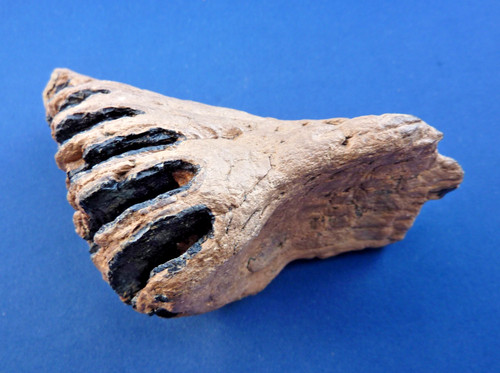 Fossil backenzahn - fossil,