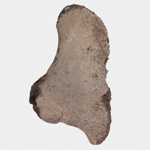 Pelvis mammut primigenius - pelvis,