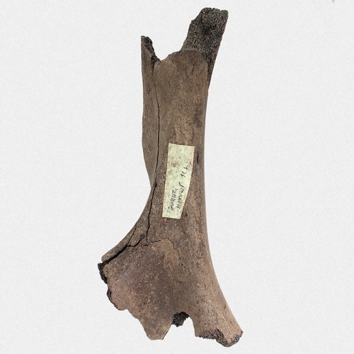 Humerus mammut primigenius - m.,