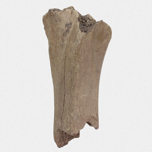 Ulna mammut primigenius - ulna,